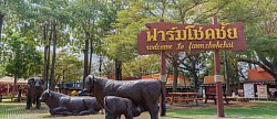 พาลูกค้าเที่ยวฟาร์มโชคชัย